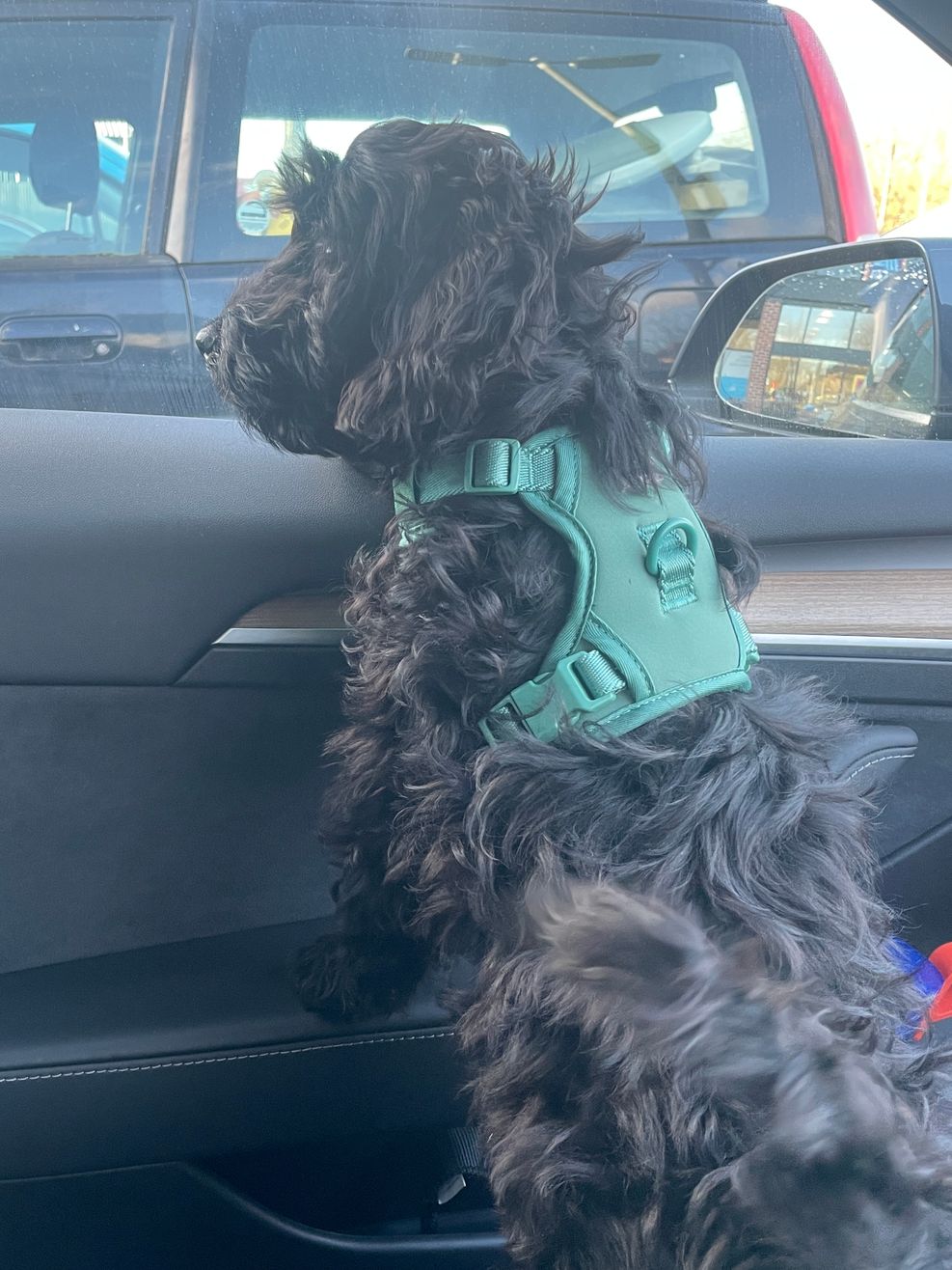 Monty, the dog that inspired DogFieldHQ